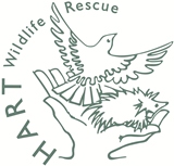 Hart Wildlife Rescue